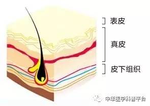 每天都在洗,皮肤这道“城墙”是怎样建成的