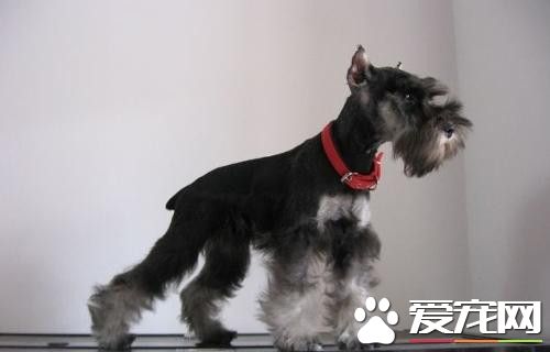 迷你雪纳瑞怎么养殖的视频,迷你雪纳瑞怎么喂食