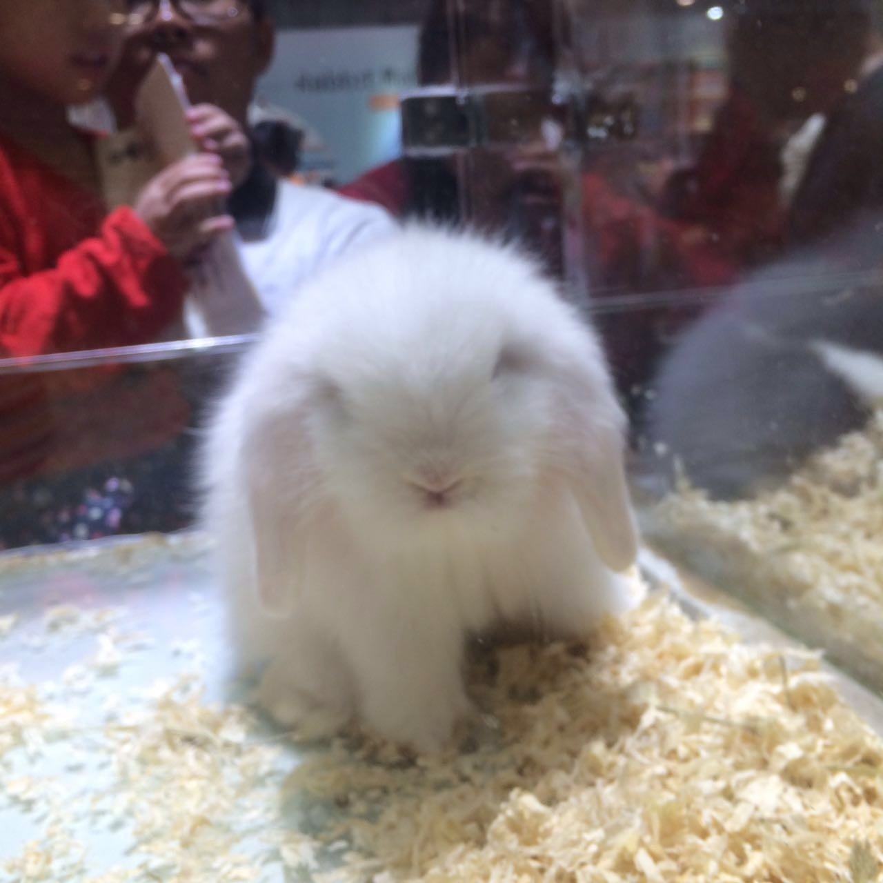 豚鼠游戏视频大全,豚鼠游戏