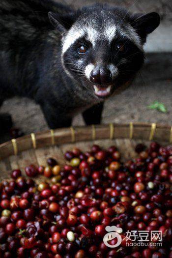 巴厘岛金兔咖啡真的吗,巴厘岛金兔咖啡的正确喝法