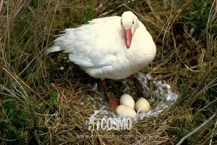 比雪地靴还好的鞋,canadagoose哪款是鹅绒