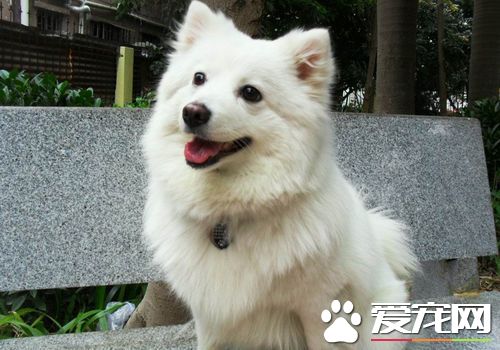 如何训练银狐犬大小便训练银狐犬定点大小便