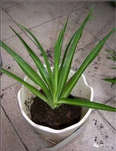 吊兰妙招,学会这四招轻松把花养得枝繁叶茂