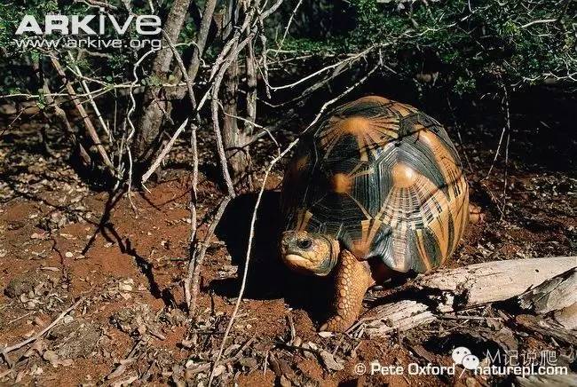 辐射陆龟名字由来,辐射陆龟是什么