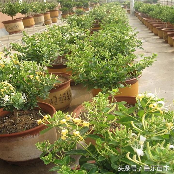 北花一号金银花不搭架可以吗,不开花的金银花苗木