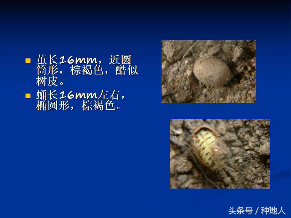 会吃叶子的虫子有哪些,哪些虫子爱吃树叶虫