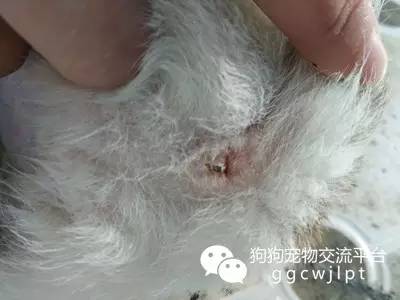 狗狗拉稀10天了怎么办,狗狗拉稀拉血呕吐没精神怎么治疗