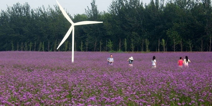 中国最大的薰衣草庄园,世界最漂亮的薰衣草庄园图片