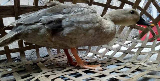 闇插彴澶氳倝鑺卞洯椁愬巺,澶氳倝妞嶇墿椁愬惂