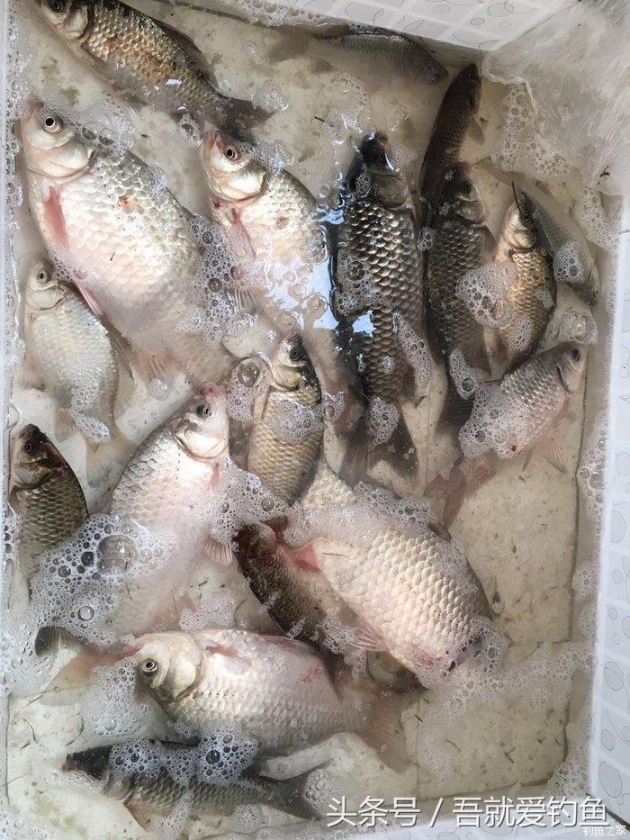 大湖冬钓鲫鱼怎么找钓点,平天湖初冬