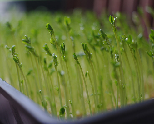 蔬菜怎么吃最健康,绿色健康蔬菜菜谱