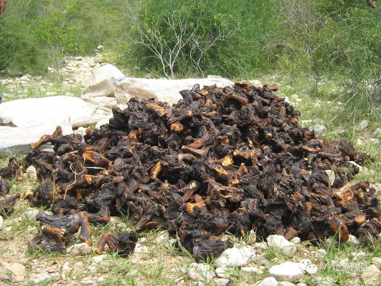 辐射陆龟名字由来,辐射陆龟是什么