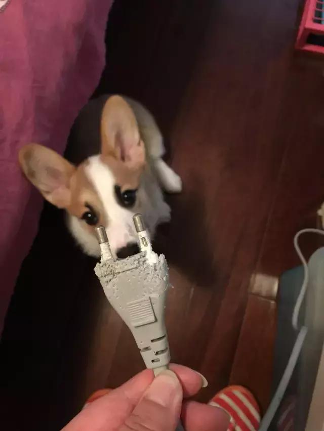 狗狗爱捡东西怎么回事,狗狗爱乱叼东西怎么办啊