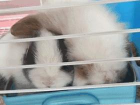 如果世界上没有动物会变成什么样,如果世界上没有动物会怎样