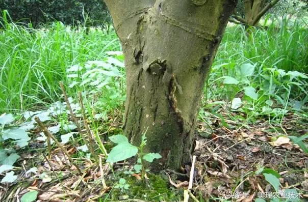 柑橘病虫害管理及营养管理ppt,柑橘花露白时应防治好哪些病虫害