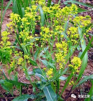缇庨澶╀笅鍏荤敓澶у笀,缇庨澶╀笅棣欑尓