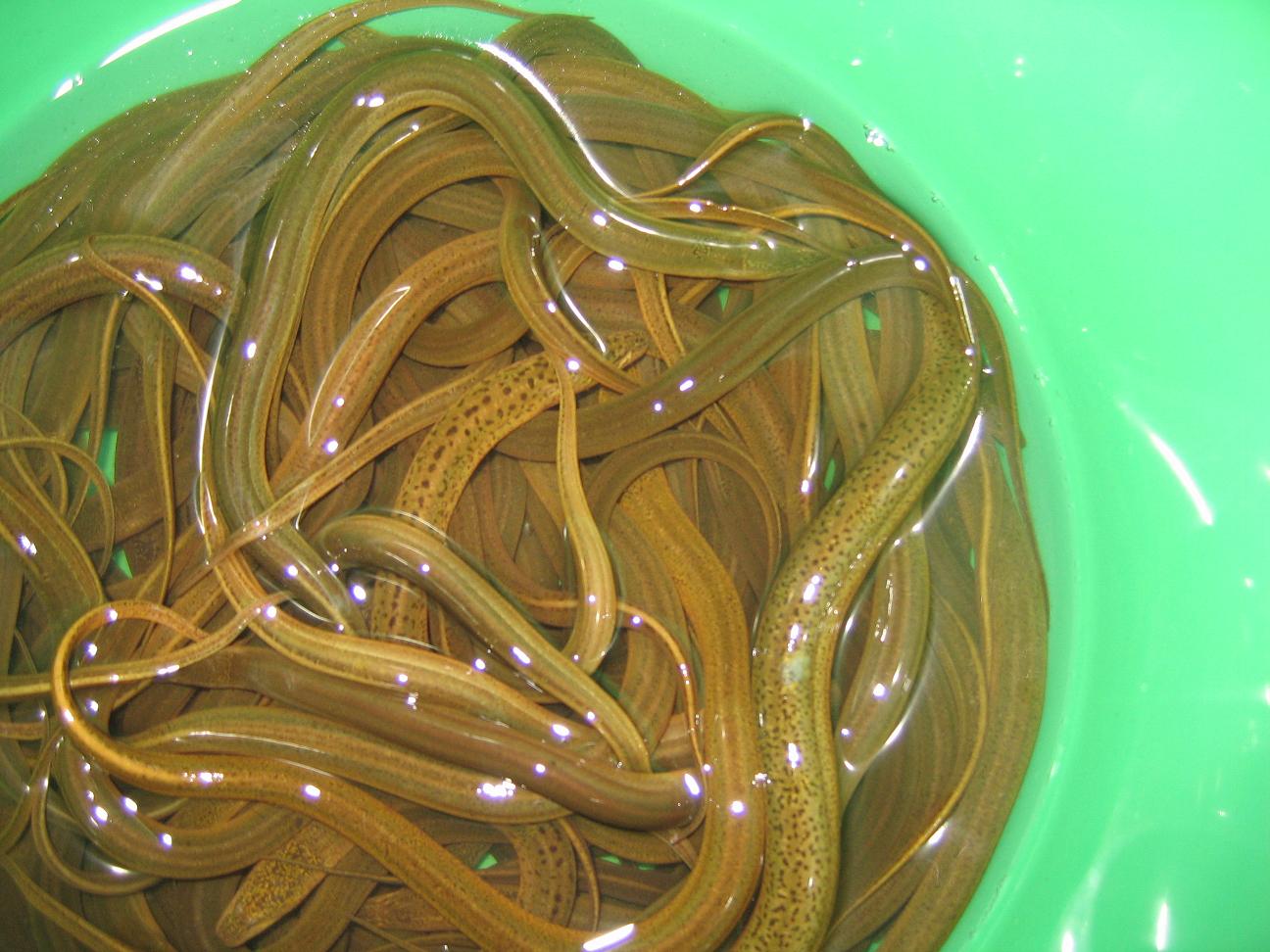 网箱养殖黄鳝的流程,黄鳝养殖技术及运输