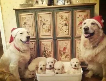 什么狗养起来便宜又不臭,什么狗养起来最省力