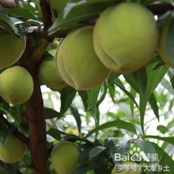 目前农村种植什么果树最好赚钱,农村种植什么果树收益最好