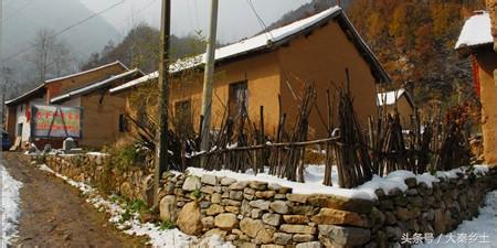 木耳什么样可以采摘,黄山木耳和东北木耳