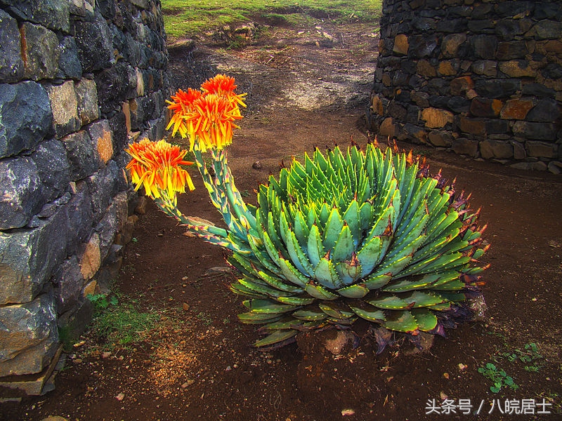 非洲就是“不毛之地”的代名词?错了,那的奇葩植可不少物!