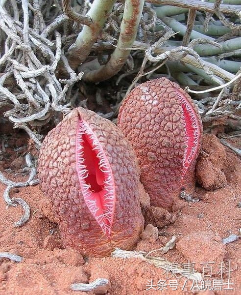 非洲就是“不毛之地”的代名词?错了,那的奇葩植可不少物!