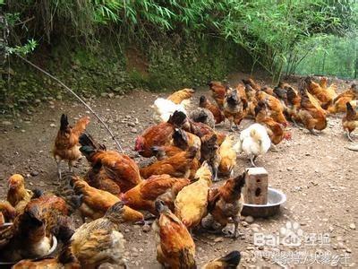 目前农村种植什么果树最好赚钱,农村种植什么果树收益最好