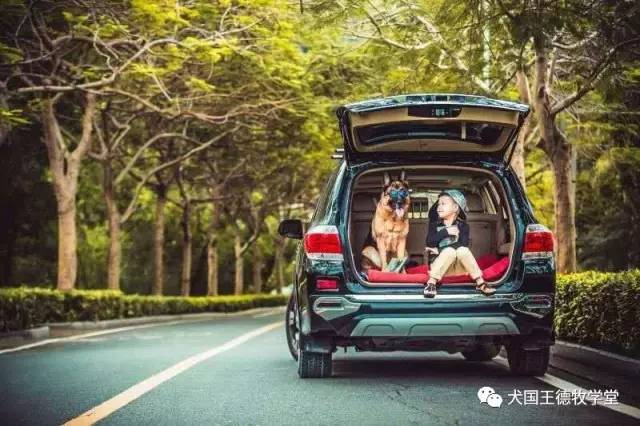 刘阿姨德牧,福多多德牧