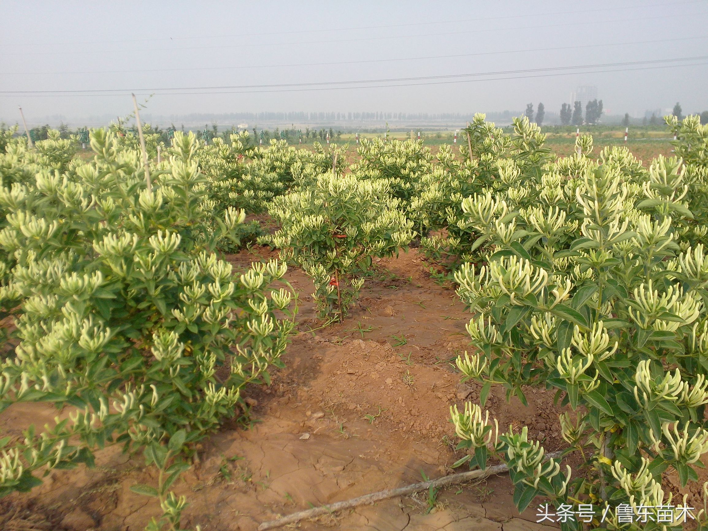 北花一号金银花不搭架可以吗,不开花的金银花苗木