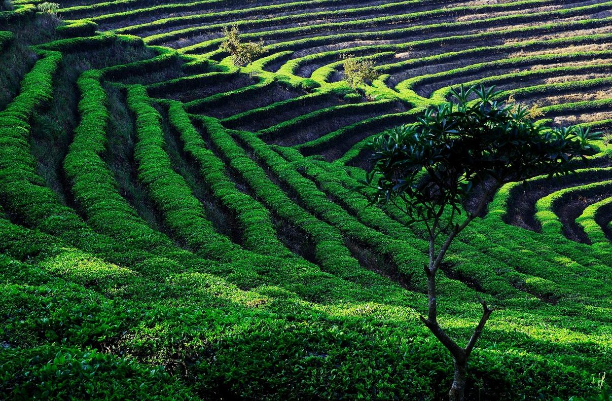 怎么区分乔木是落叶还是常绿,如何分辨台地茶和乔木茶