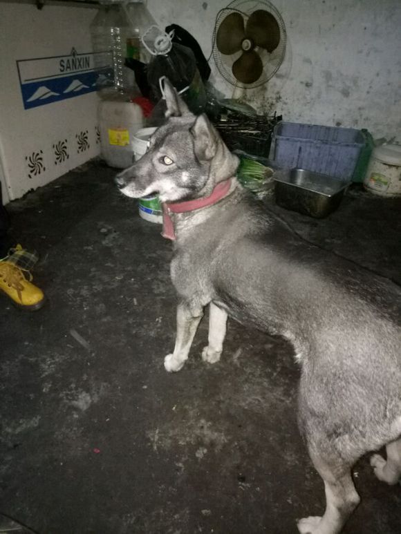 纯种哈士奇跟双血统哈士奇,普通哈士奇和赛级哈士奇的血统