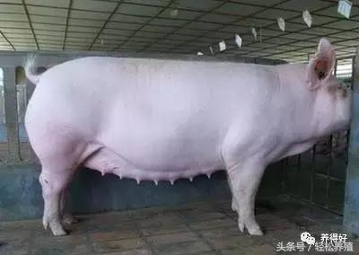 今天，我为母猪而来（上篇）