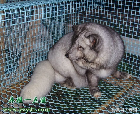 狐狸疾病诊断123