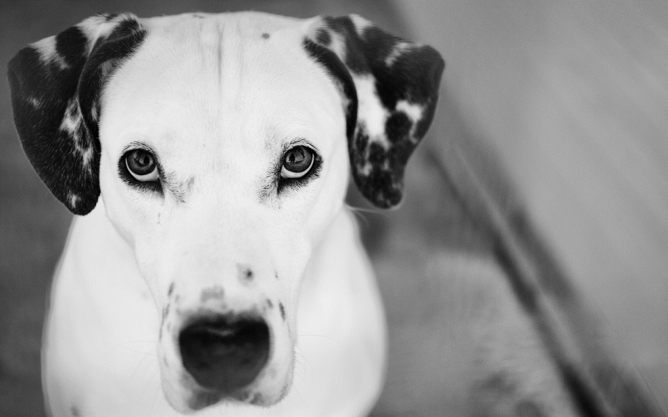 黄黑的外国斑点狗有哪些品种,小斑点狗是什么品种