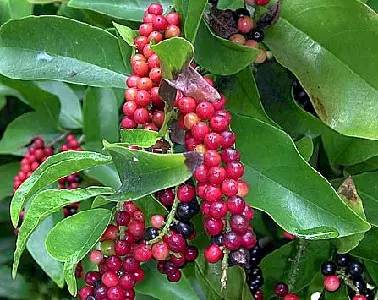 金酒就是松子酒吗,金酒是香槟吗