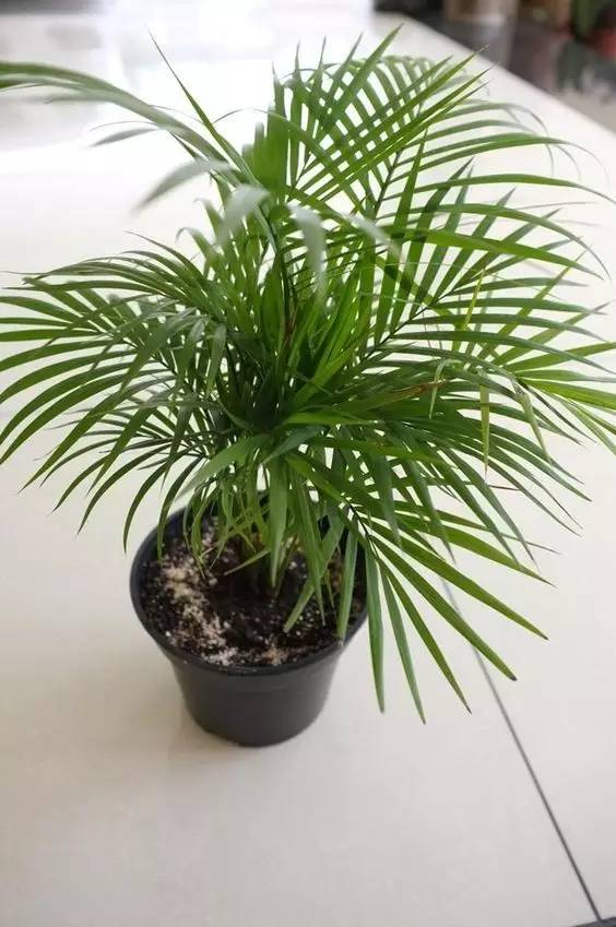 雾霾天气种植什么好养,雾霾天气养什么植物