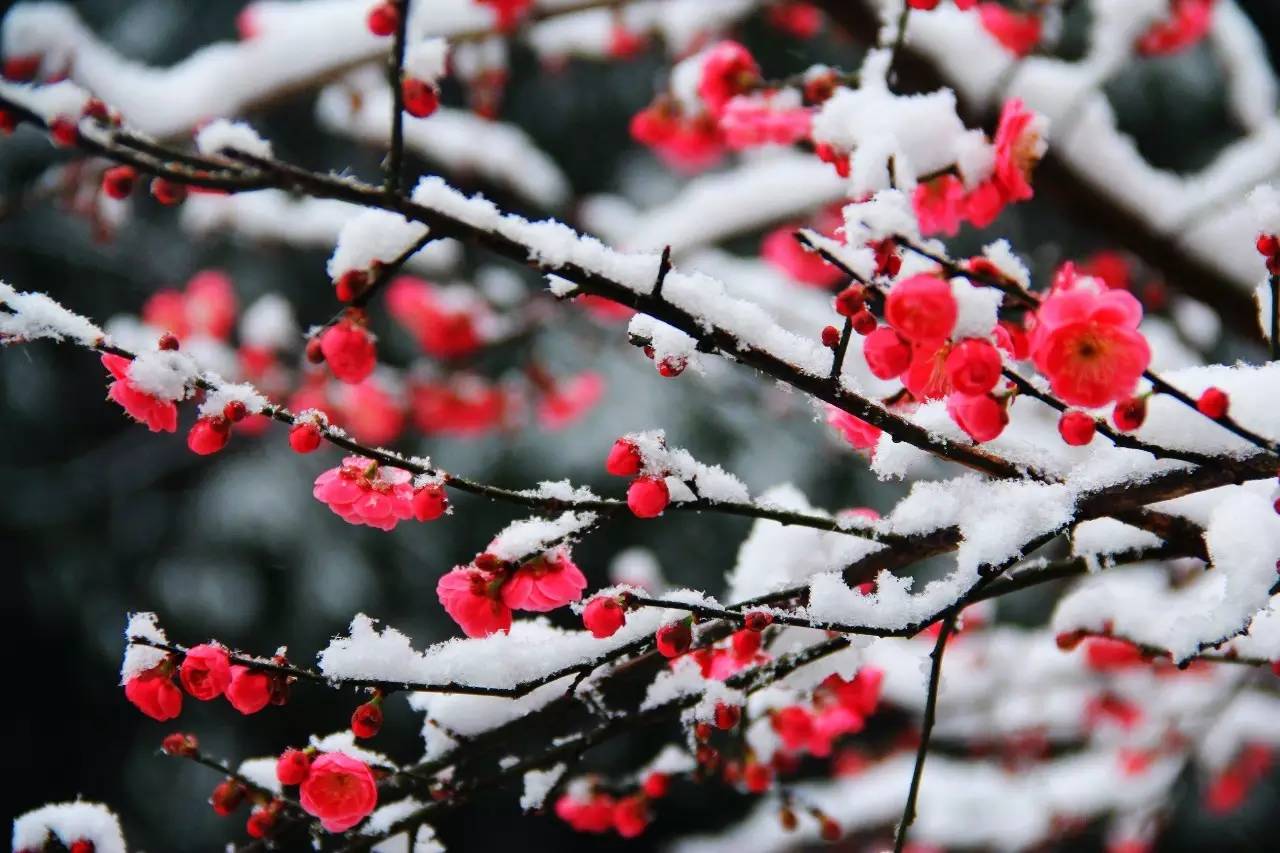 一枝梅经典诗词大全,诗词赏析一缕幽梦几丝愁