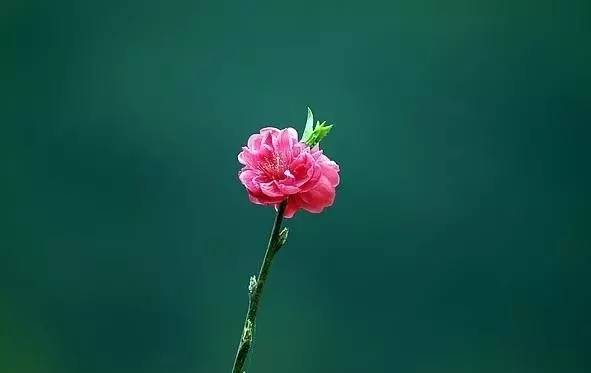 一枝梅经典诗词大全,诗词赏析一缕幽梦几丝愁