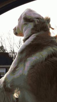 金毛最聪明的一只狗狗,金毛最有灵性是最懂事的狗