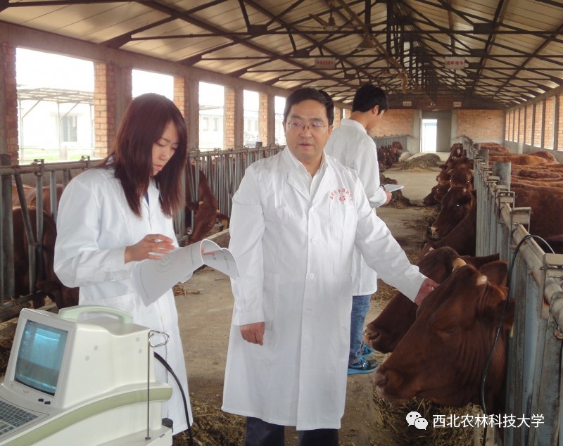 土豆烧牛肉最正宗做法视频,土豆烧牛肉为什么牛肉很硬