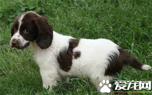 不掉毛的宠物狗史宾格,史宾格什么时候掉毛少