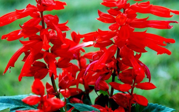 客家人常见的野果,环球客家