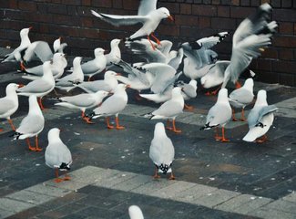 悉尼墨尔本大洋路旅游,悉尼7日游旅游攻略自由行