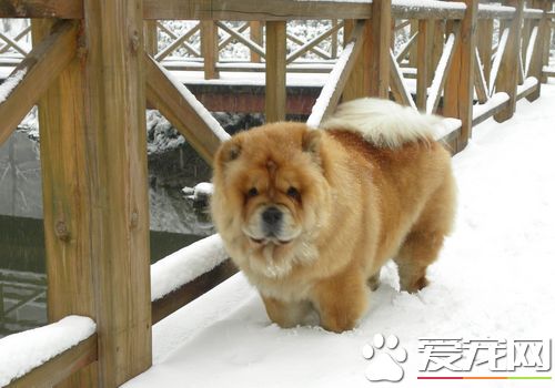 松狮犬的饲养方法和注意事项,松狮犬要如何喂养平时吃什么最好