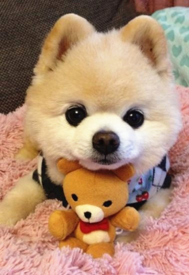 日本抖音网红狗俊介,日本网红偶像犬俊介