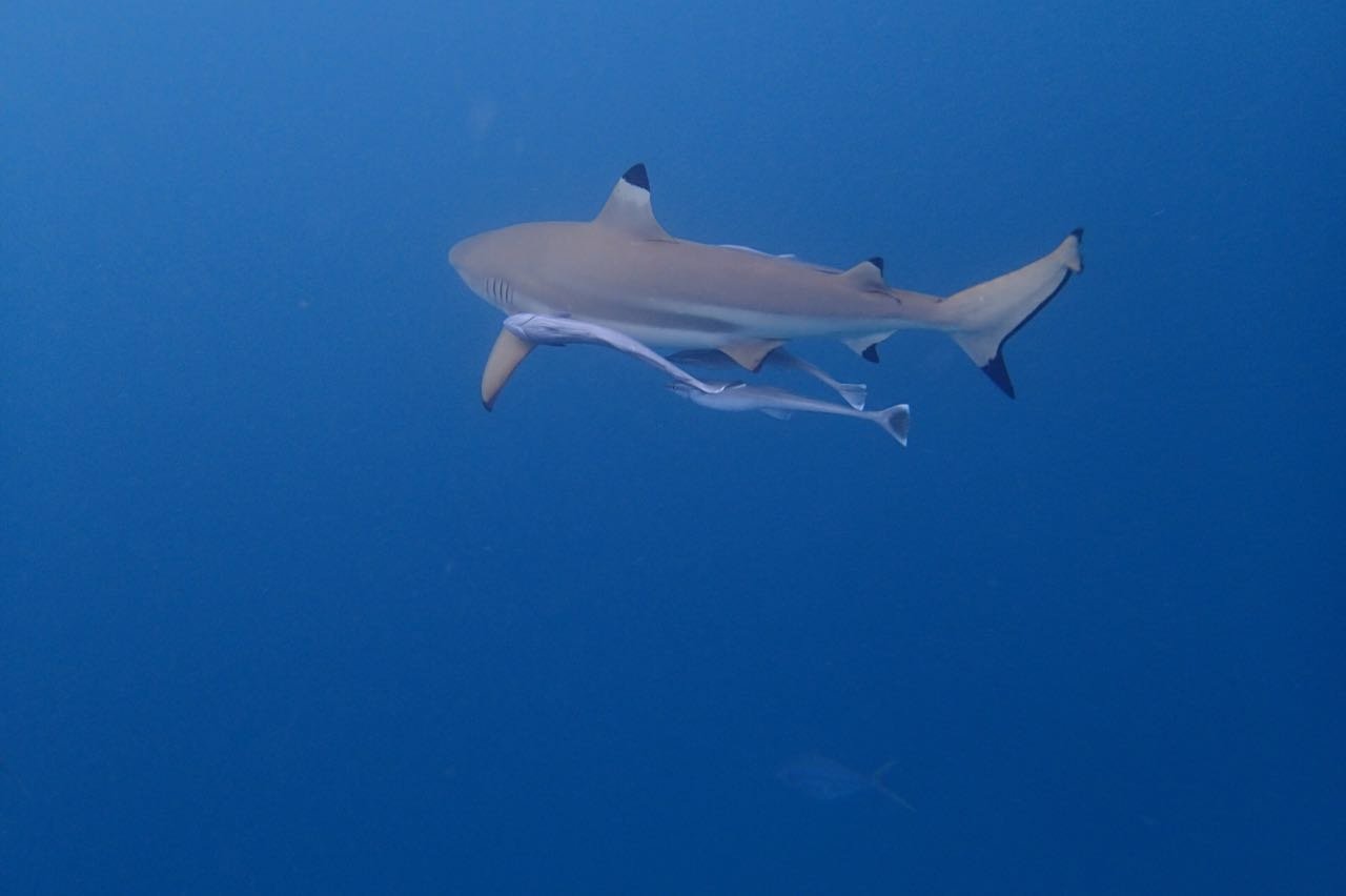帕劳旅行攻略大全图文,帕劳旅行攻略图文大全