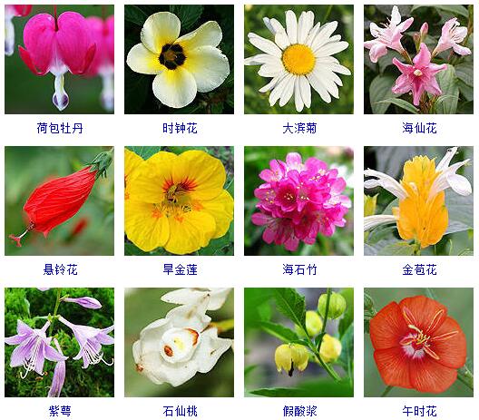 150种花卉大全,108种花卉大全