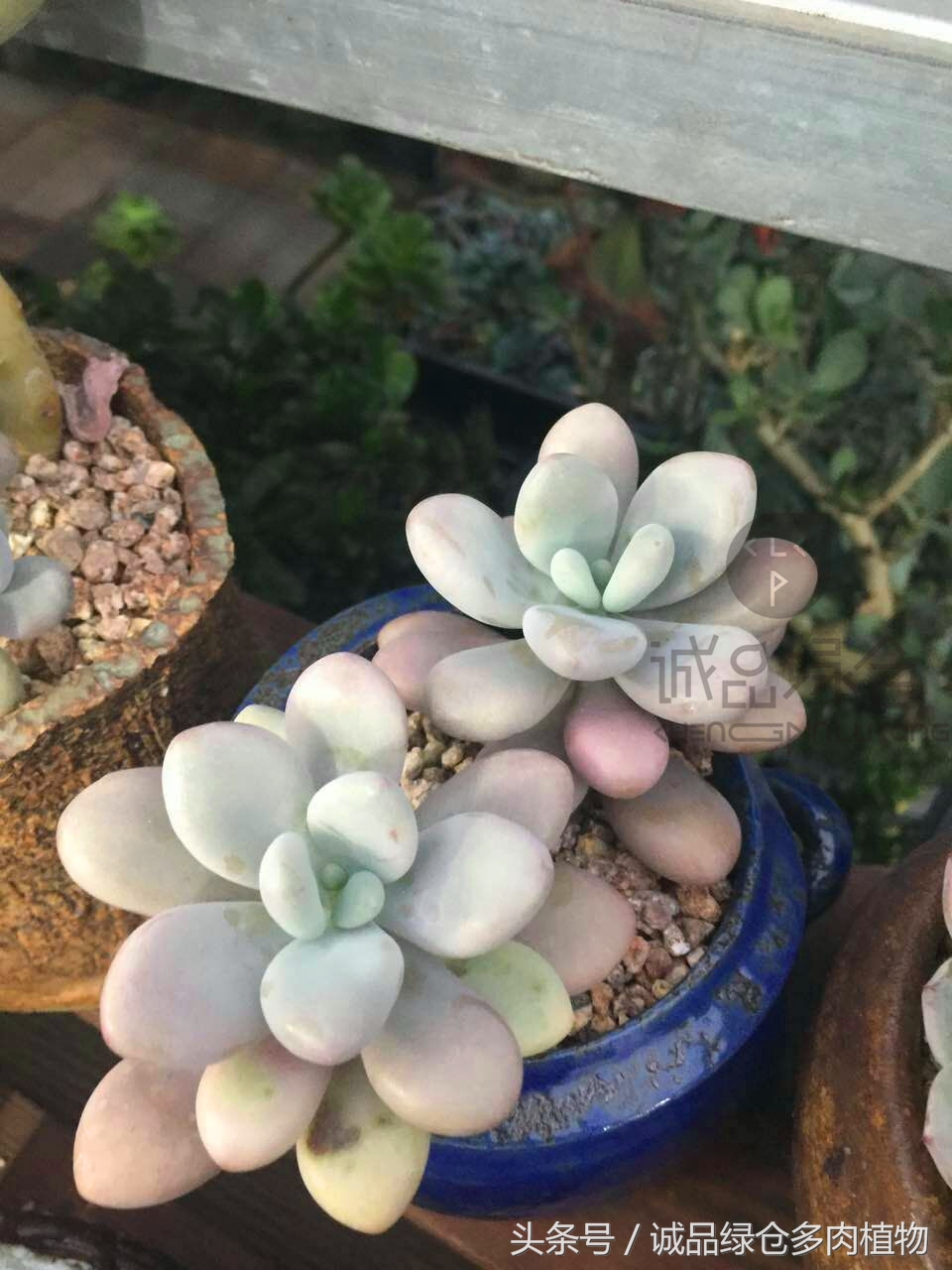 韩国正品直邮到手,韩国直邮多肉开箱