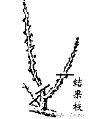 一年生小桃树修剪,桃树怎么修剪树枝