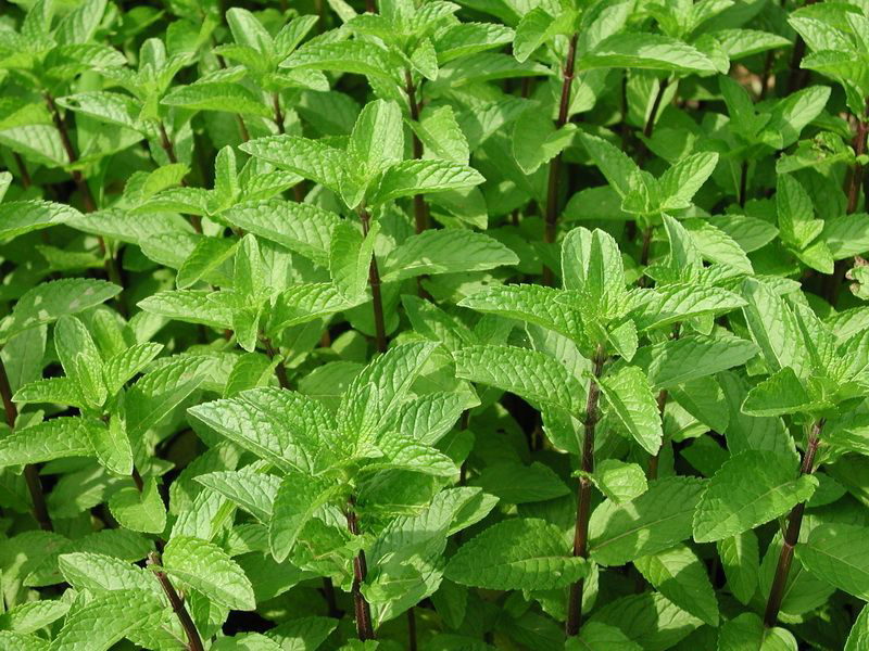 野生去火的草药,常见降火草药